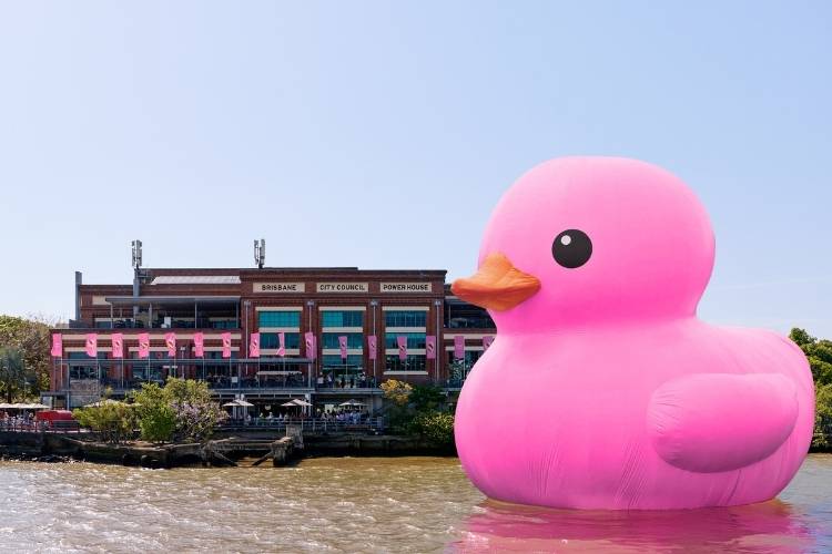 Melt 2026 duck 1